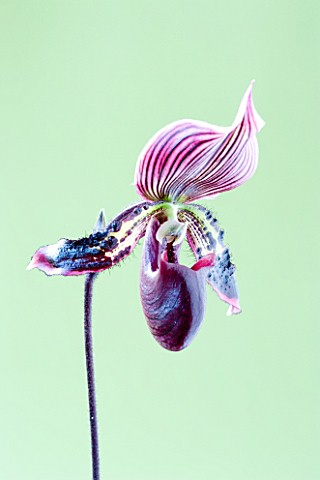 CLOSE_UP_OF_AN_ORCHID__PAPHIOPEDILUM
