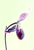 CLOSE UP OF AN ORCHID - PAPHIOPEDILUM