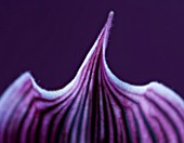 ABSTRACT CLOSE UP OF AN ORCHID - PAPHIOPEDILUM