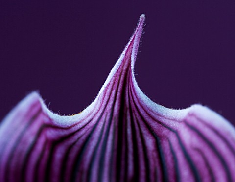 ABSTRACT_CLOSE_UP_OF_AN_ORCHID__PAPHIOPEDILUM