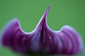 ABSTRACT CLOSE UP OF AN ORCHID - PAPHIOPEDILUM