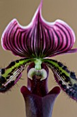 CLOSE UP OF AN ORCHID - PAPHIOPEDILUM