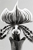 BLACK AND WHITE DUOTONE CLOSE UP OF AN ORCHID - PAPHIOPEDILUM