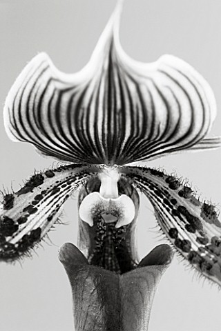 BLACK_AND_WHITE_DUOTONE_CLOSE_UP_OF_AN_ORCHID__PAPHIOPEDILUM