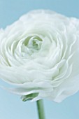 A WHITE RANUNCULUS AGAINST PALE BLUE BACKGROUND