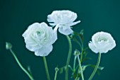 A WHITE RANUNCULUS AGAINST GREEN BACKGROUND