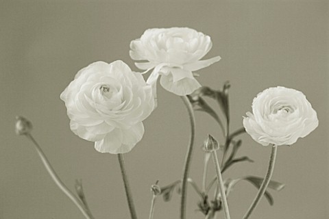 BLACK_AND_WHITE_DUOTONE_IMAGE_OF_A_RANUNCULUS