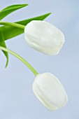 TWO WHITE TULIPS AGAINST A BLUE BACKGROUND