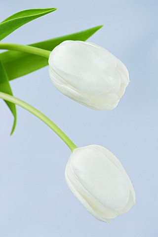 TWO_WHITE_TULIPS_AGAINST_A_BLUE_BACKGROUND