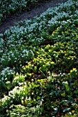 CERNEY HOUSE  GLOUCESTERSHIRE: SNOWDROPS AND ACONITES IN THE WOODLAND