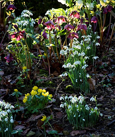 CERNEY_HOUSE__GLOUCESTERSHIRE_SNOWDROPS__HELLEBORES_AND_ACONITES_BY_THE_HOUSE_IN_THE_WOODLAND