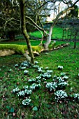 CERNEY HOUSE  GLOUCESTERSHIRE: SNOWDROPS ON THE LAWN BESIDE A FELLED TREE WITH MOSS