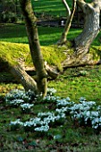 CERNEY HOUSE  GLOUCESTERSHIRE: SNOWDROPS ON THE LAWN BESIDE A FELLED TREE WITH MOSS