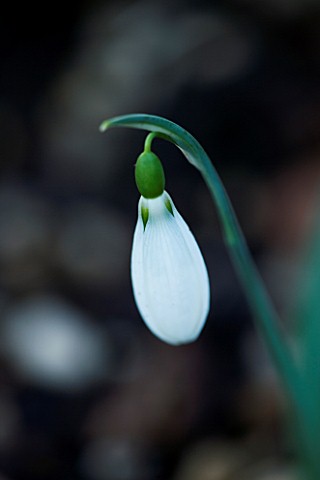 CERNEY_HOUSE__GLOUCESTERSHIRE_GALANTHUS_PLICATUS_THE_PEARL