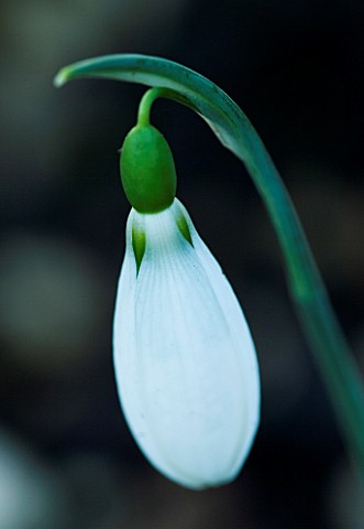 CERNEY_HOUSE__GLOUCESTERSHIRE_GALANTHUS_PLICATUS_THE_PEARL