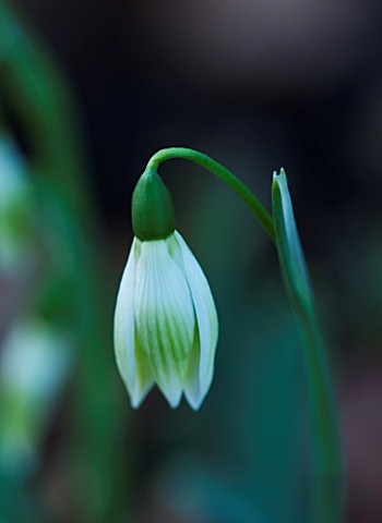 CERNEY_HOUSE_GARDEN__GLOUCESTERSHIRE_GALANTHUS_COWHOUSE_GREEN