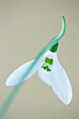 CLOSE UP OF SNOWDROP - GALANTHUS RANSOMS DWARF