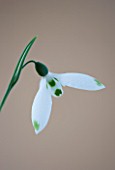 CLOSE UP OF SNOWDROP - GALANTHUS HENLEY GREENSPOT