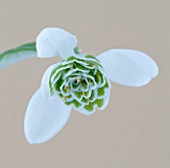 CLOSE UP OF SNOWDROP - GALANTHUS LADY FAIRHAVEN