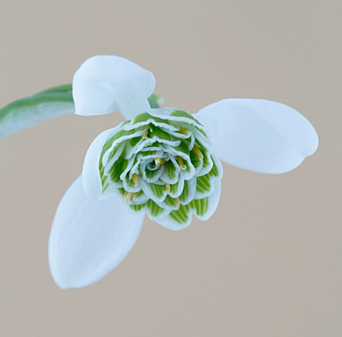 CLOSE_UP_OF_SNOWDROP__GALANTHUS_LADY_FAIRHAVEN