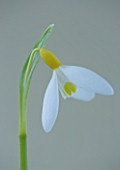 CLOSE UP OF SNOWDROP - GALANTHUS SPETCHLEY YELLOW