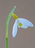 CLOSE UP OF SNOWDROP - GALANTHUS SPETCHLEY YELLOW