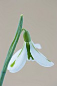 CLOSE UP OF SNOWDROP - GALANTHUS SOUTH HAYES