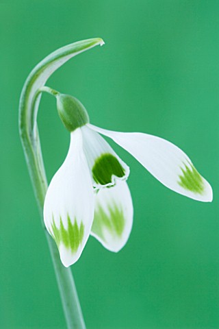 CLOSE_UP_OF_SNOWDROP__GALANTHUS_GREENFINCH