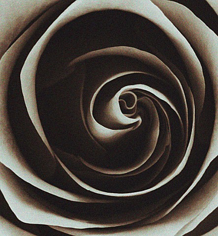 BLACK_AND_WHITE_DUOTONE_IMAGE_OF_CENTRE_OF_ROSE