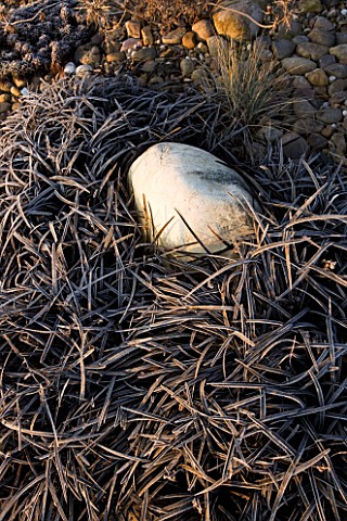 JOHN_MASSEYS_GARDEN__WORCESTERSHIRE_WINTER__WHITE_ROCK_SURROUNDED_BY_FROSTED_OPHIOPOGON_PLANISCAPUS_