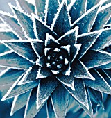 JOHN MASSEYS GARDEN  WORCESTERSHIRE: WINTER -  BLACK AND WHITE DUOTONE IMAGE OF FROSTED SPIKES OF ARAUCARIA AURACANA - THE MONKEY PUZZLE TREE