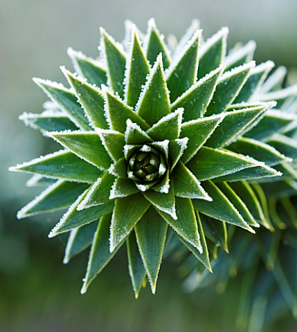 JOHN_MASSEYS_GARDEN__WORCESTERSHIRE_WINTER__FROSTED_SPIKES_OF_ARAUCARIA_AURACANA__THE_MONKEY_PUZZLE_