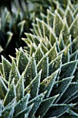 JOHN MASSEYS GARDEN  WORCESTERSHIRE: WINTER - FROSTED SPIKES OF ARAUCARIA AURACANA - THE MONKEY PUZZLE TREE