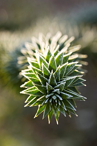 JOHN_MASSEYS_GARDEN__WORCESTERSHIRE_WINTER__FROSTED_SPIKES_OF_THE_MONKEY_PUZZLE_TREE__ARAUCARIA_AURA