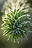 JOHN MASSEYS GARDEN  WORCESTERSHIRE: WINTER - FROSTED SPIKES OF THE MONKEY PUZZLE TREE - ARAUCARIA AURACANA