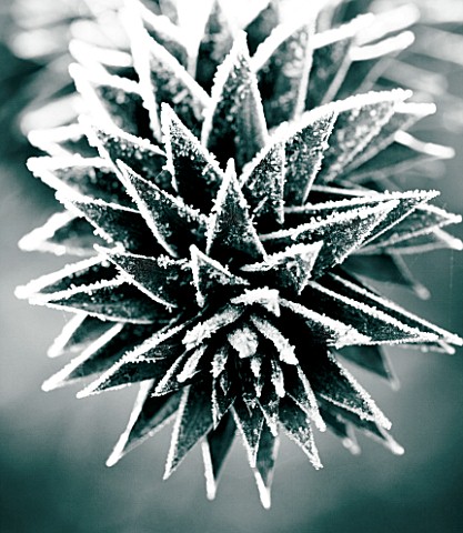 JOHN_MASSEYS_GARDEN__WORCESTERSHIRE_WINTER__BLACK_AND_WHITE_DUOTONE_IMAGE_OF_THE_FROSTED_SPIKES_OF_T