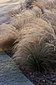 JOHN MASSEYS GARDEN  WORCESTERSHIRE: WINTER - FROSTY GRASS BORDER BESIDE THE CANAL  WITH STIPA TENUISSIMA