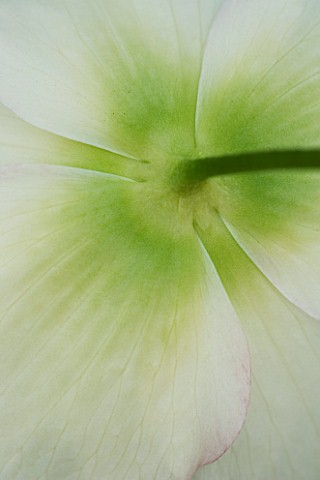 HELLEBORE__CLOSE_UP_OF_THE_BACK_OF_THE_PETALS_OF_HELLEBORUS_X_HYBRIDUS_HARVINGTON_LARGE_FRILLED_DOUB