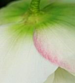HELLEBORE - CLOSE UP OF THE BACK OF THE PETALS OF HELLEBORUS X HYBRIDUS HARVINGTON LARGE FRILLED DOUBLE WHITE