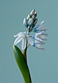 CLOSE UP OF PALE BLUE FLOWERS OF PUSCHKINIA SCILLOIDES V LIBANOTICA (BULB)