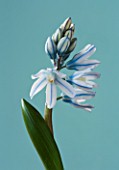 CLOSE UP OF PALE BLUE FLOWERS OF PUSCHKINIA SCILLOIDES V LIBANOTICA (BULB)