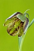 CLOSE UP OF BROWN MAROON AND GREEN CHEQUERED FLOWERS OF FRITILLARIA HERMONIS SUBSP AMANA