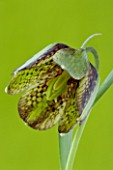 CLOSE UP OF BROWN MAROON AND GREEN CHEQUERED FLOWERS OF FRITILLARIA HERMONIS SUBSP AMANA