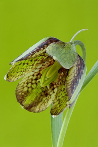 CLOSE_UP_OF_BROWN_MAROON_AND_GREEN_CHEQUERED_FLOWERS_OF_FRITILLARIA_HERMONIS_SUBSP_AMANA