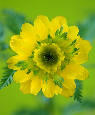 CLOSE_UP_IMAGE_OF_THE_FLOWER_OF_ADONIS_MULTIFLORA_SANDANZAKI_DOUBLE_GREENYELLOW_FLOWER_WITH_FERNY_FO