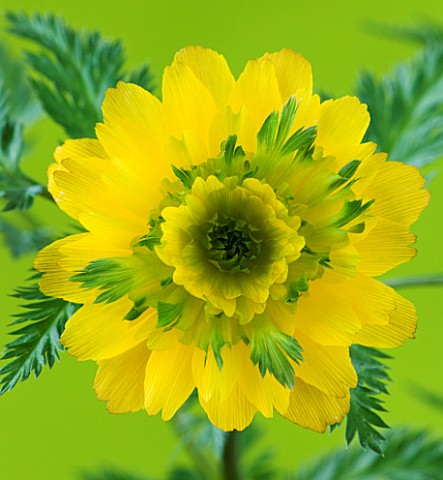 CLOSE_UP_IMAGE_OF_THE_FLOWER_OF_ADONIS_MULTIFLORA_SANDANZAKI_DOUBLE_GREENYELLOW_FLOWER_WITH_FERNY_FO