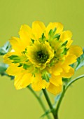 CLOSE UP IMAGE OF THE FLOWER OF ADONIS MULTIFLORA SANDANZAKI. DOUBLE GREEN/YELLOW FLOWER WITH FERNY FOLIAGE