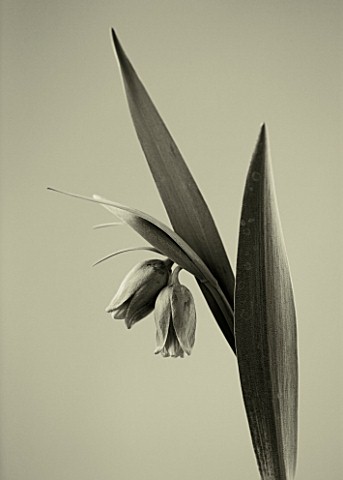 BLACK_AND_WHITE_DUOTONE_CLOSE_UP_IMAGE_OF_THE_FLOWERS_OF_FRITILLARIA_UVA__VULPIS