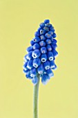 CLOSE UP IMAGE OF THE BLUE FLOWER OF MUSCARI BIG SMILE