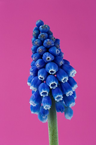 CLOSE_UP_IMAGE_OF_THE_BLUE_FLOWER_OF_MUSCARI_BIG_SMILE